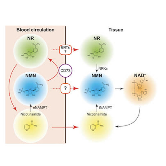 Nicotinamide Mononucleotide NMN - Longevity Supplements