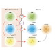 Nicotinamide Mononucleotide NMN - Longevity Supplements