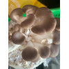 Fresh Mushroom New Zealand Grown