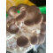 Fresh Mushroom New Zealand Grown