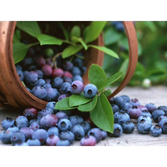 GO Bilberry 30,000mg