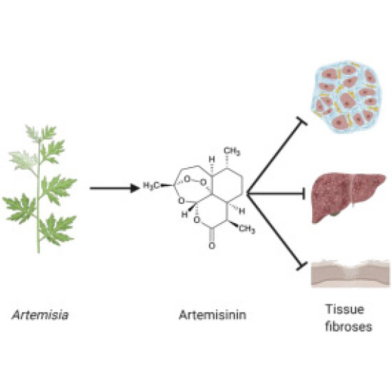 Artemisinin 100mg