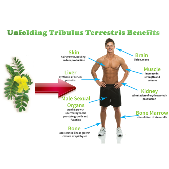 Tribulus Terrestris Natural Testosterone Booster