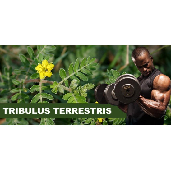 Tribulus Terrestris Natural Testosterone Booster