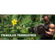 Tribulus Terrestris Natural Testosterone Booster