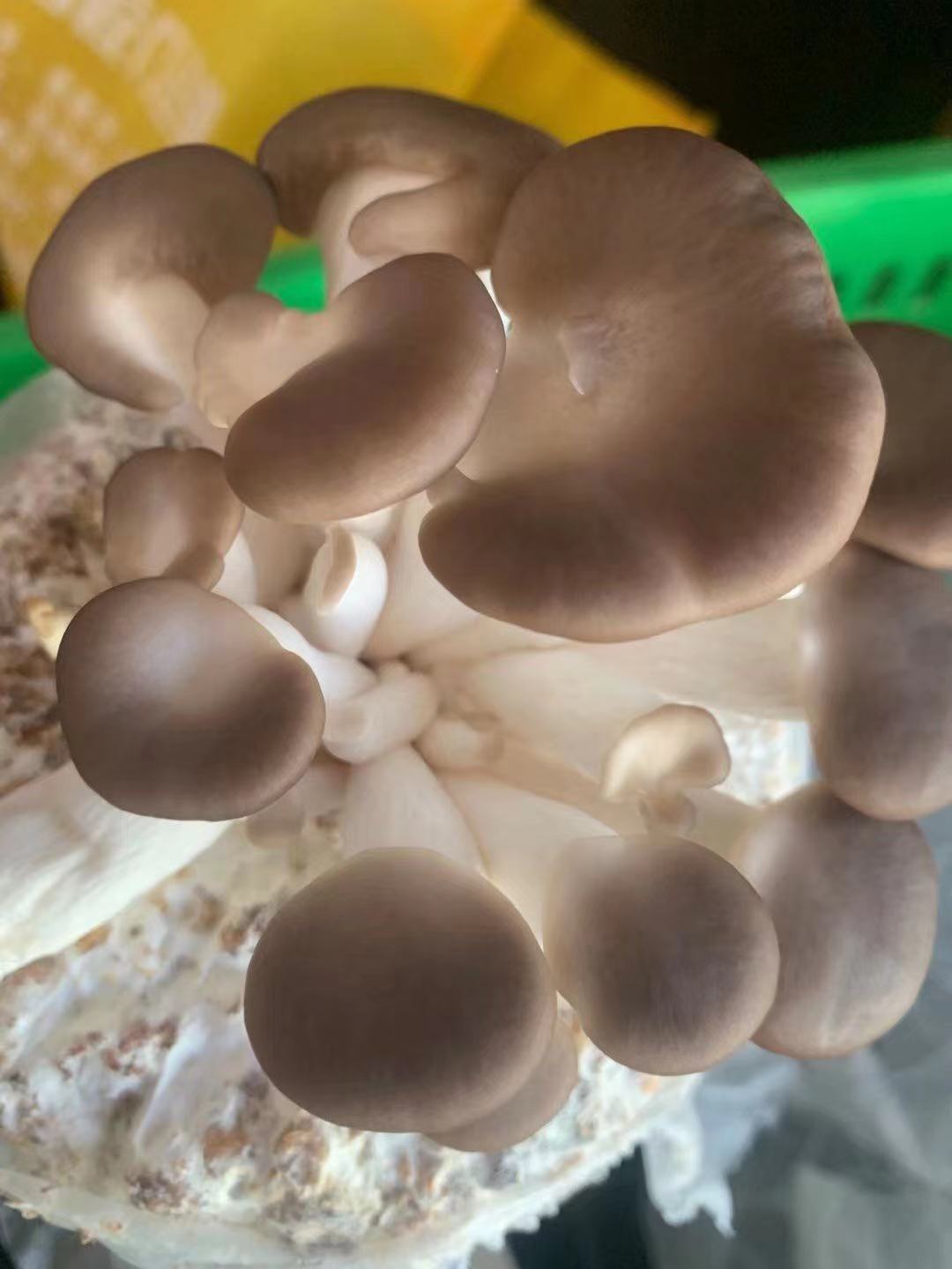 Fresh Mushroom New Zealand Grown logo